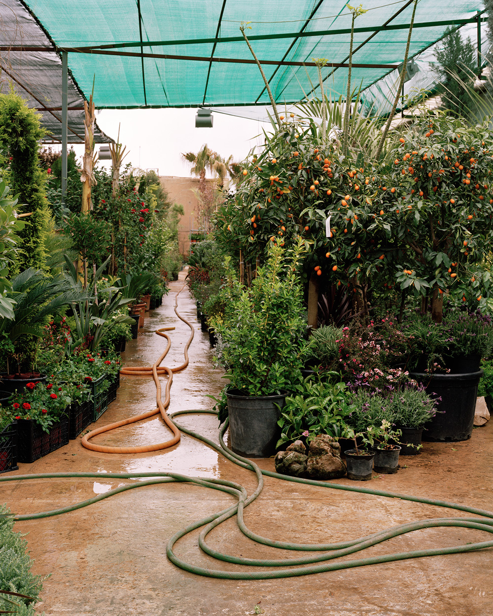 Arbil Kurdistan Region of Iraq Nursery