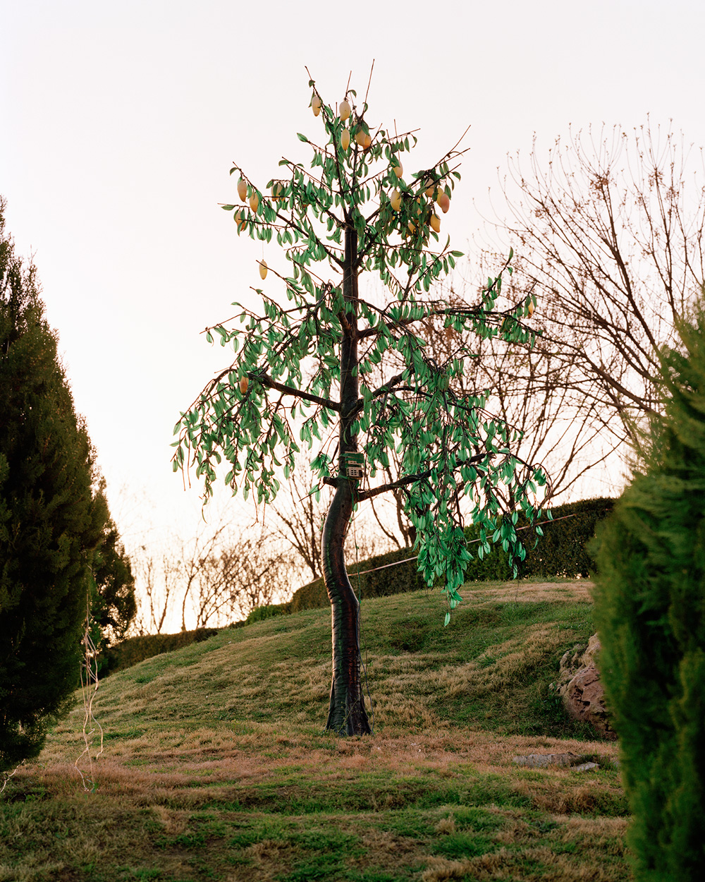 Arbil Kurdistan Region of Iraq Artificial Tree